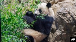 Giant panda Mei Xiang eats bamboo in his enclosure at the Smithsonian National Zoo in Washington, Thursday, Sept. 28, 2023. (AP Photo/Jose Luis Magana)