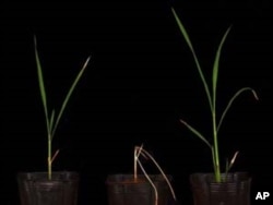 Two salt-tolerant rice varieties developed with the new methods. The parent variety, in the middle, is not salt-tolerant.
