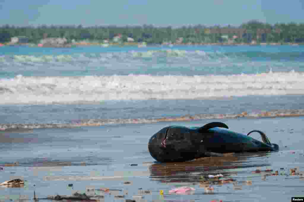 A whale lies dead on a beach in Banten, near Jakarta, Indonesia, in this photo taken by Antara Foto.