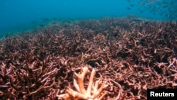 Karang staghorn (acropora cervicornis) terlihat di dasar laut Pulau Tioman Malaysia di Laut China Selatan 4 Mei 2008. (Foto: REUTERS/David Loh)
