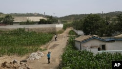 Corn fields in South Hwanghae, North Korea, which is suffering from a drought. (AP Photo/Wong Maye-E)