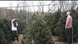 Ці американські традиції пов'язані із різдвяною ялинкою можуть здивувати. Відео