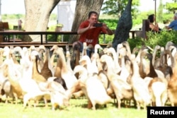 A visitor photographs a flock of Indian Runner ducks, which assist as natural pest-control, in place of pesticides, by eating all the snails and bugs, during their daily patrol around the Vergenoegd Wine Estate, in Stellenbosch, in Cape Town, South Africa, January 11, 2023. (REUTERS/Esa Alexander)