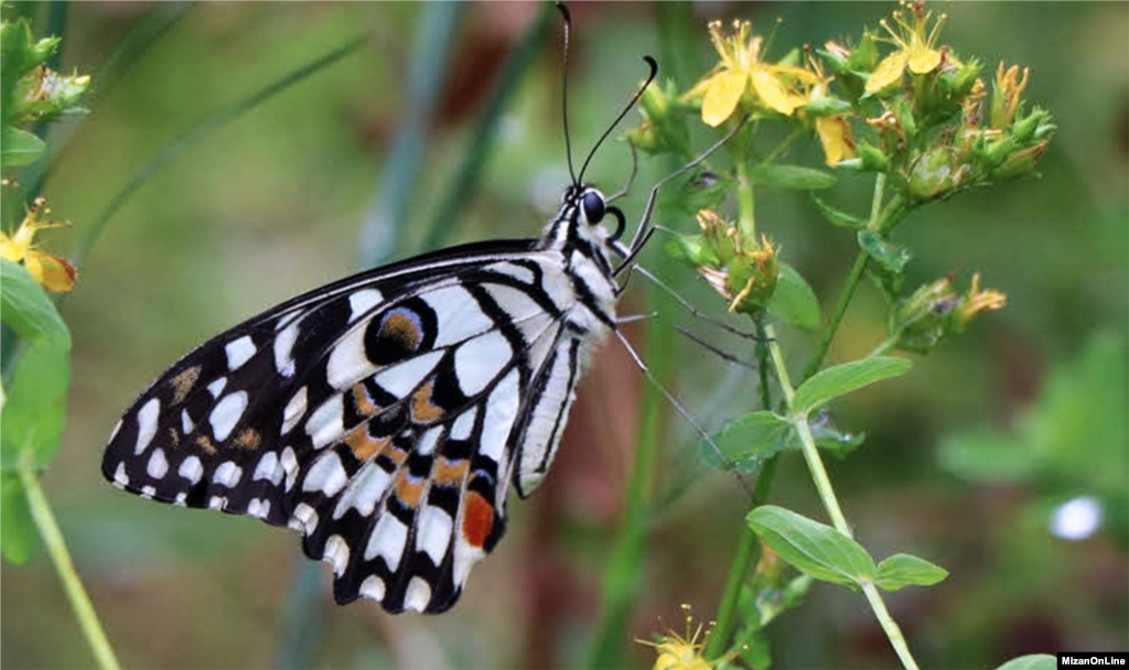 پروانه ای زیبا در طبیعت زیبای چالوس عکس: فاطمه سام دلیری 