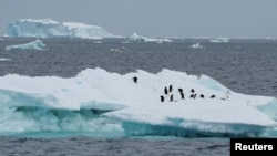 FILE - Penguins are seen on an iceberg as scientists investigate the impact of climate change on Antarctica's penguin colonies, on the northern side of the Antarctic peninsula, Antarctica January 15, 2022. (REUTERS/Natalie Thomas)