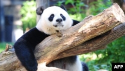 Džinovska panda Mei Xiang u svom ograđenom prostoru u Nacionalnom zoološkom vrtu u Washingtonu, 24. august 2016.