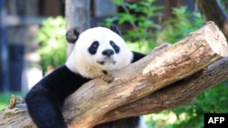 (แฟ้มภาพ) ภาพเมื่อ 24 สิงหาคม 2016 เผยให้เห็นแพนด้ายักษ์เพศเมีย Mei Xiang พักผ่อนหย่อนใจ ณ สวนสัตว์แห่งชาติ กรุงวอชิงตัน