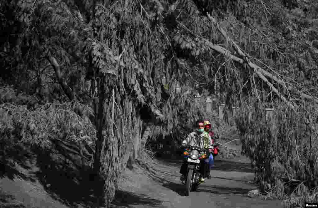 روستانشینان سوار بر موترسایکل در حال عبور از میان درختان پوشیده با خاکستر آتشفشانی در دامنۀ کوهی براموی اندونیزیا