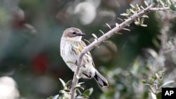 FILE - A warbler is seen sitting on a branch during a bird count on the Gulf Coast in Grand Isle, Louisiana.