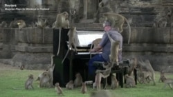 Musician Plays for Monkeys in Thailand