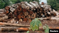 Isečeno drveće u šumi u Brazilu