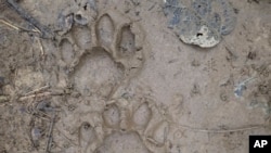 9 فروری 2023 کو ملائیشیا کے ایک نامعلوم علاقے میں زمین پر ٹائیگر کے پنجوں کا نشان۔