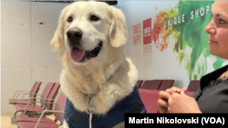 Дино - зен куче на Меѓународниот аеродром во Скопје.