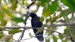 Quiz - Can Birdsong Make You Happier?