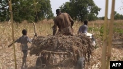 Một nông dân Nigeria chở lúa vừa thu hoạch về nhà