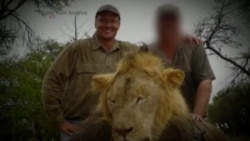 Americans Demand Lion Killer's Extradition to Zimbabwe