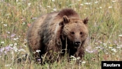 A grizzly bear walks in a meadow in Yellowstone National Park, Wyoming, August 12, 2011. 