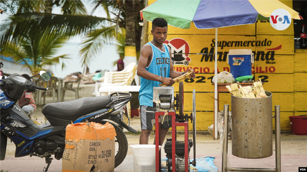 La caña de azúcar es uno de los productos más consumidos por los migrantes cubanos y haitianos en el puerto de Necoclí, quienes empacan este tradicional producto agrícola para consumirlo en su travesía por la selva del Tapón del Darién.