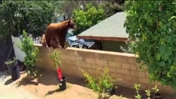 Дівчина з Каліфорнії, аби захистити своїх собак, голіруч кинулася на ведмедицю. Відео