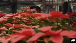 El productor Pablo Pérez camina entre sus flores de nochebuena en macetas en un invernadero en el distrito de San Luis Tlaxialtemalco de la Ciudad de México, el jueves 14 de diciembre de 2023.