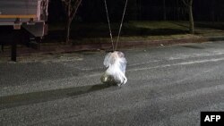 Balon sa kesom u kojem se nalaze predmeti iz Sjeverne Koreje, na ulici u mjestu Chungnam u Južnoj Koreji (Foto: Handout / South Korean Defence Ministry / AFP)