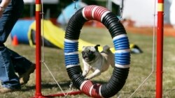 Weasel, Duck, Dog: Animals That Are Also Verbs