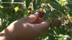 Obrane maline na Šari