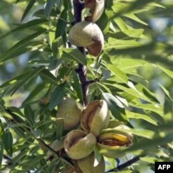 Kaliforniya qishloq xo'jaligi nafaqat Amerika balki dunyodagi eng yiriklaridan