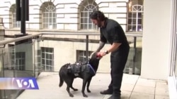 საიდუმლო სამსახურის ძაღლი, რომელმაც ობამა გადაარჩინა