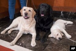 Labrador retrievers Soave, 2, left, and Hola, 10-month, pose for photographs as Harbor, 8-weeks, takes a nap during a news conference at the American Kennel Club headquarter, Wednesday, March 28, 2018, in New York.