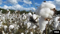 بر بنیاد معلومات ادارۀ ملی احصاییه و معلومات طالبان، امسال در ۱۰۵هزار هکتار زمین در افغانستان پنبه کشت شده که بیشتر آن در ولایات هلمند و کاپیسا بوده است.