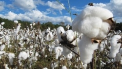 O'zbekiston paxtasi va muammolar - dehqon va faol bilan suhbat 