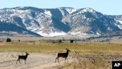 Deer cross a road stripped of its asphalt at the former Rocky Flats Nuclear Weapons plant near Golden, Colo. Oct. 13, 2005.