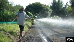 រូបឯកសារ៖ បុរសម្នាក់កំពុងបន្សើមដីដើម្បីដាំបន្លែ នៅឯរមណីយដ្ឋាន ពិកនិកក្នុងខេត្តព្រះសីហនុ កាលពីថ្ងៃទី០២ កញ្ញា ២០១៧។ (ទុំ ម្លិះ/VOA)