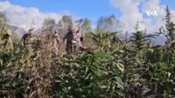  نابودی بیش ۵۰ هزار جریب کشتزار کوکنار در بدخشان