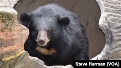 Cookie, a female moon bear, at the Phnom Tamao Wildlife Rescue Center in Cambodia.