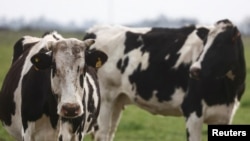 Argentina es un exportador mundial clave de alimentos y sus agricultores y ganaderos son tradicionalmente adalides del libre mercado en cuanto a las reglas