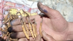 རྒྱ་ནག་གཞུང་གིས་འབྲི་རུ་མི་ཚང་ཞིག་ལ་དབྱར་རྩ་དགུན་འབུ་འཐུ་མི་ཆོག་པ་བཟོས་པའི་ཉེས་པ། 