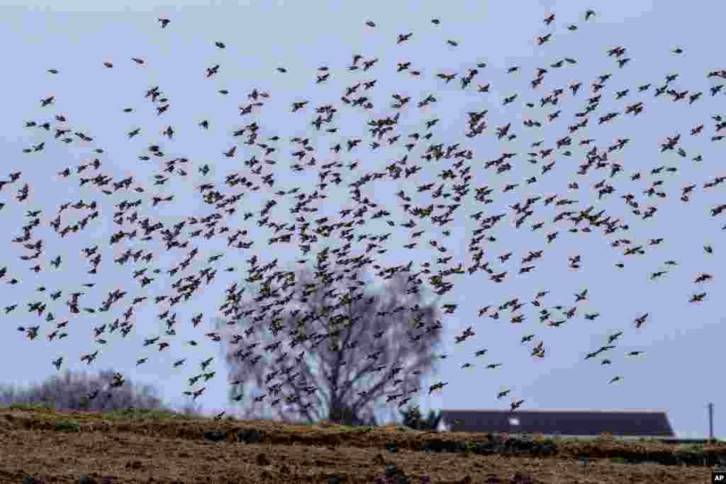 مزرعه&zwnj;ای در شهر فرانکفورت آلمان