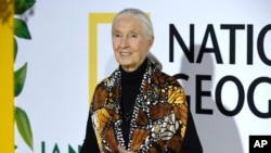 Jane Goodall arrives at the Los Angeles premiere of "Jane" at the Hollywood Bowl on Monday, Oct. 9, 2017, in Los Angeles. (Photo by Chris Pizzello/Invision/AP)