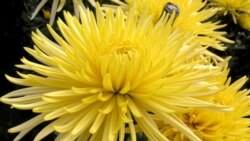 In the Garden: Getting the Most Out of Mums