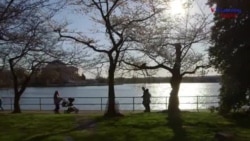 Cherry Blossoms Signal Start of Spring