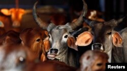 FILE - Rescued cattle are seen at a "goushala", or cow shelter, run by Bharatiya Gou Rakshan Parishad, an arm of the Hindu nationalist group Vishwa Hindu Parishad (VHP), at Aangaon village in the western Indian state of Maharashtra.