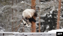 Female panda Lumi hangs upside down on a tree as she plays in her enclosure during the opening day of the Ahtari Zoo Snowpanda Resort in Ahtari, Finland, on Feb. 17, 2018. The zoo announced on Sept. 25, 2024, it will return its two pandas to China eight years ahead of schedule.