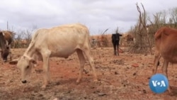 ለቦረና ዞን የድርቅ ተጎጂዎች ድጋፍ መደረጉ ተገለጸ