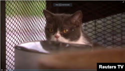 Uno de los gatos de raza confiscados por agentes antinarcóticos de Tailandia durante una redada a una operación de lavado de dinero. Captura de video de Reuters TV. Marzo 16 de 2021.