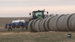 Як торговельна війна між США та Китаєм впливає на фермерів. Відео