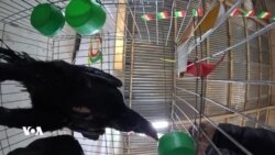 Li Baziyan Festîvala Teyrên Kêm Wêne