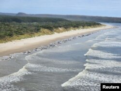 An aerial view shows beached whales in Macquarie Harbour, Tasmania, Australia, September 21, 2022. (NRE Tasmania/Handout via REUTERS)