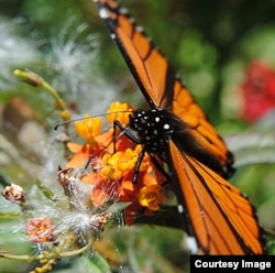 Milkweed, the primary food source for monarch butterflies, has dropped in recent years mirroring the decline of the insect. (Credit: Creative Commons/Jungle Mama)
